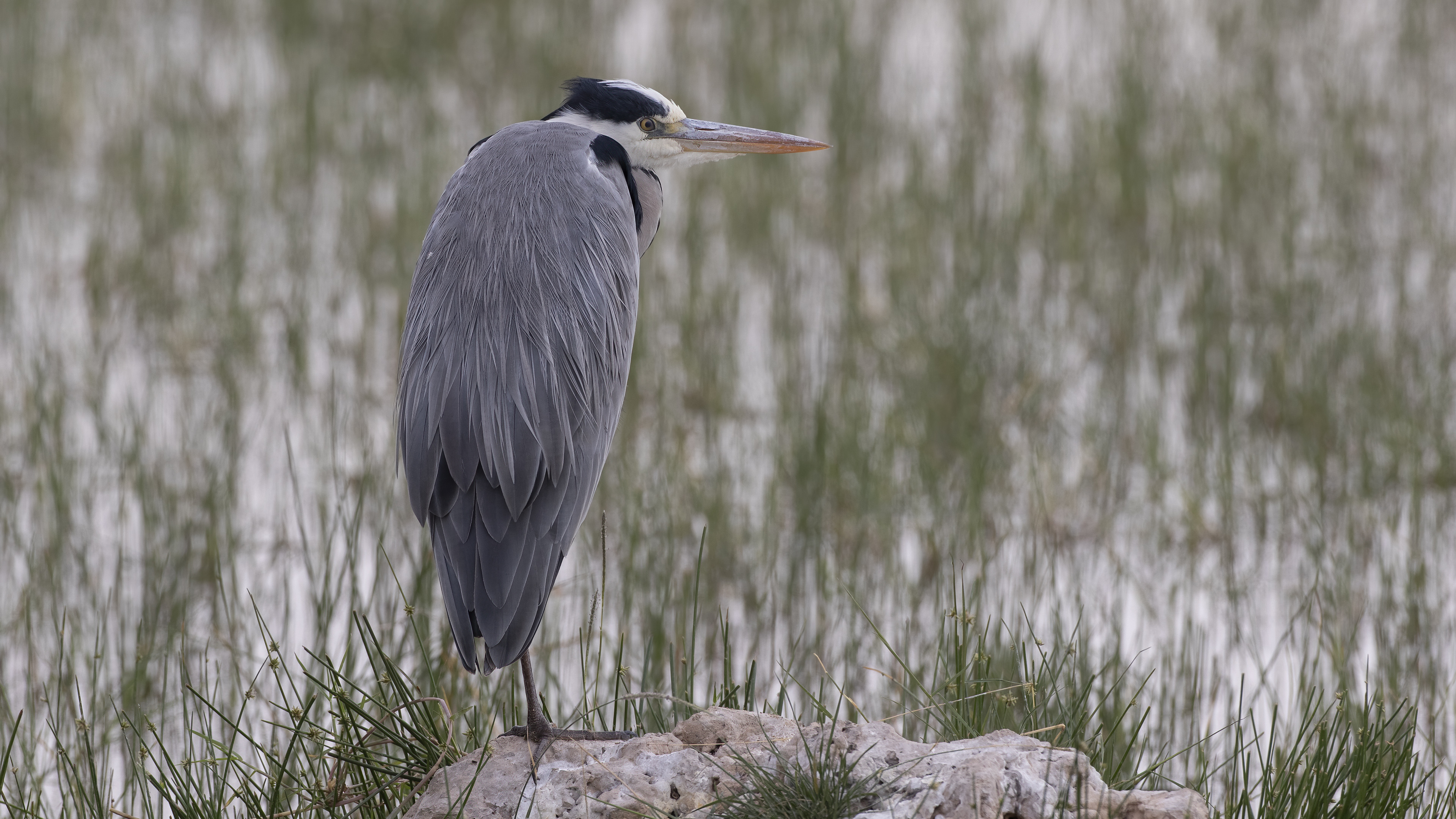 Gray Heron